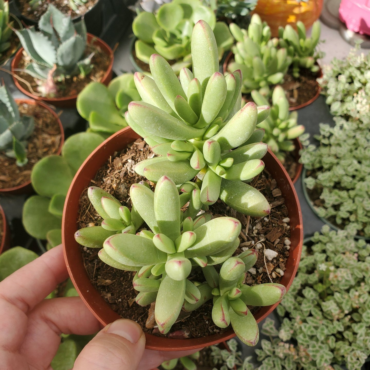 Crassula Nudicaulis Var. Herrei